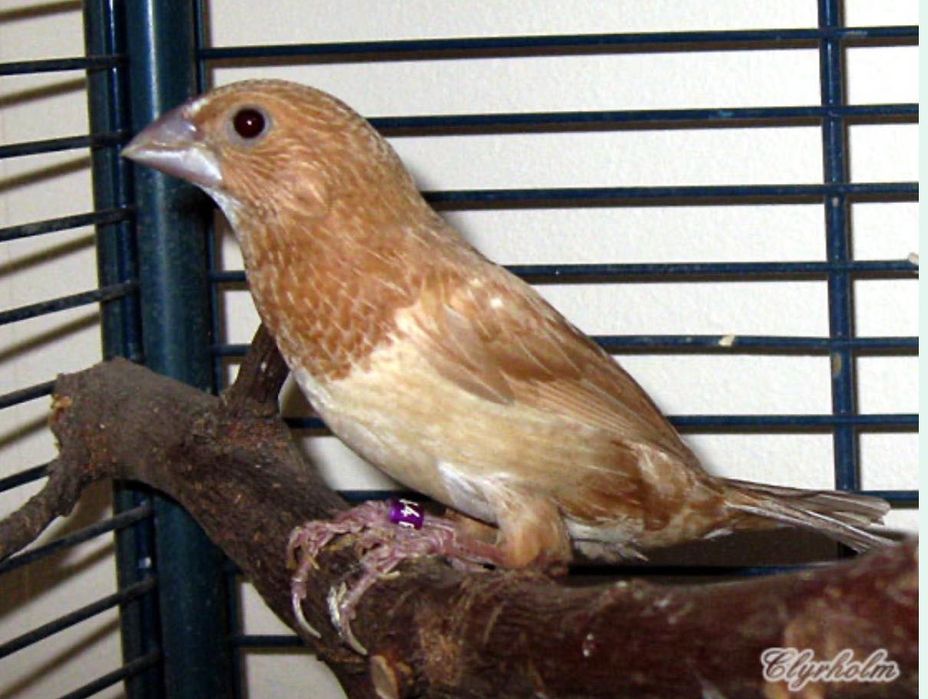 Продаются японские амадины