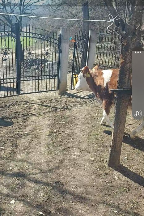 Armăsar și o vitea de 8 luni