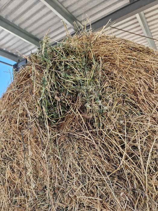 Baloți lucernă ecologică 130×130 – coasa a II-a, certificată, cu documente