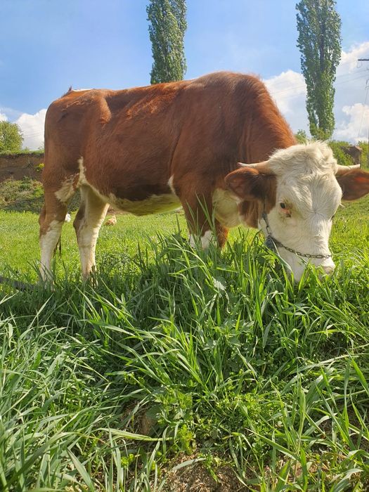 Juninca in varsta de  15  luni frumoasa ingrijita in jur de 350-400 kg