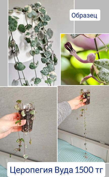 Монстера комнатные цветы