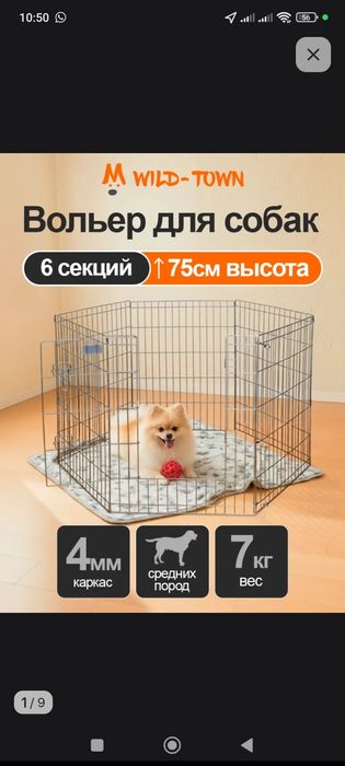 Продаём мопса 
Возраст