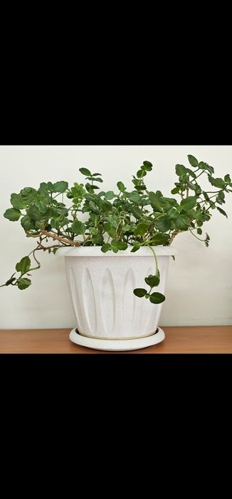 Комнатные цветы.