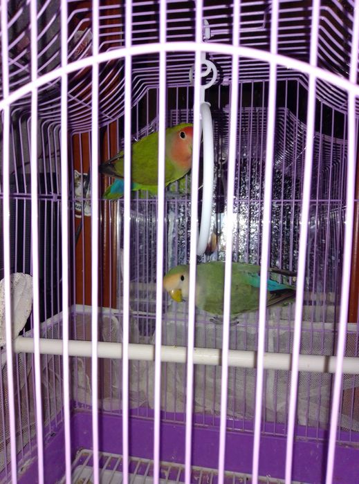 Попугаи неразлучники