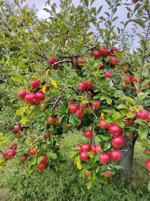 Prune, pere și mere angro