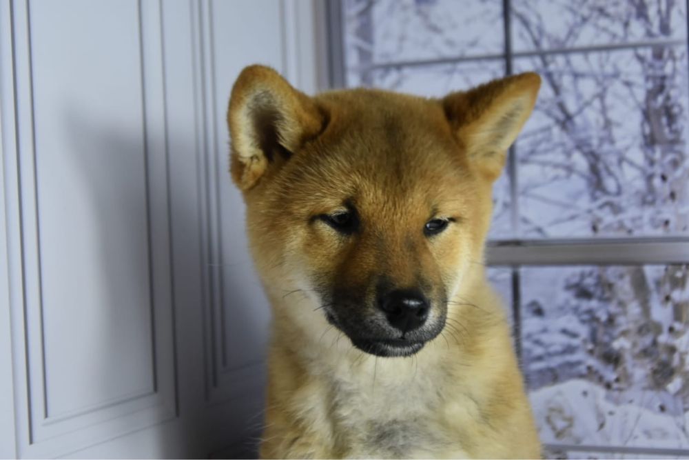 Сиба ину щенки с документами