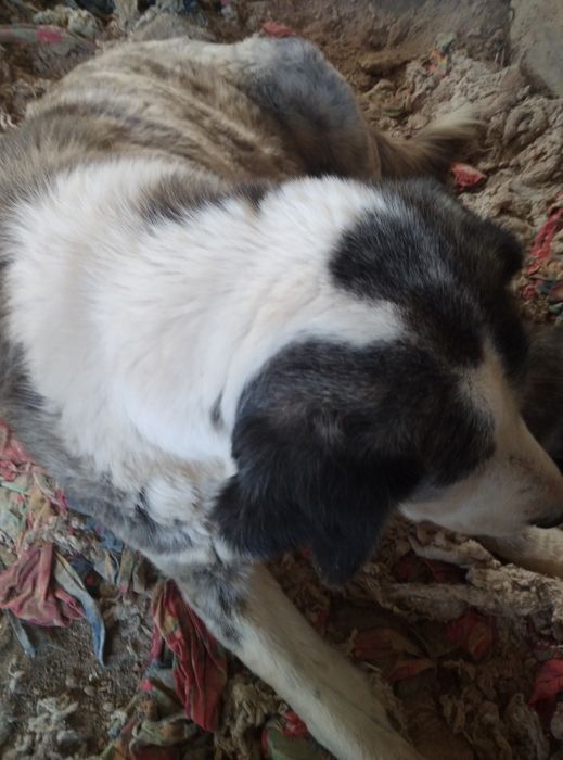 Продается щенок алабая девочка