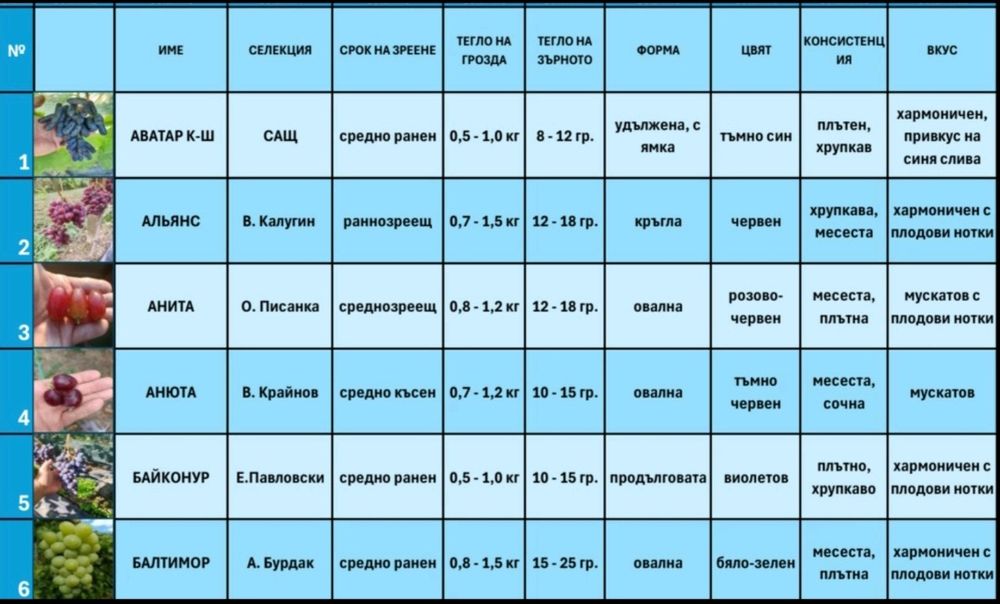 Резници от десертни сортове грозде безсеменни лозе лозарство