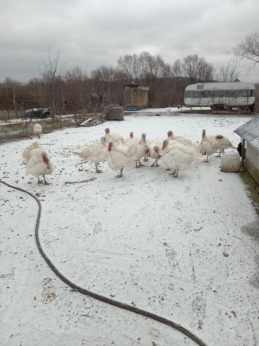 Curcani de vînzare Livezile