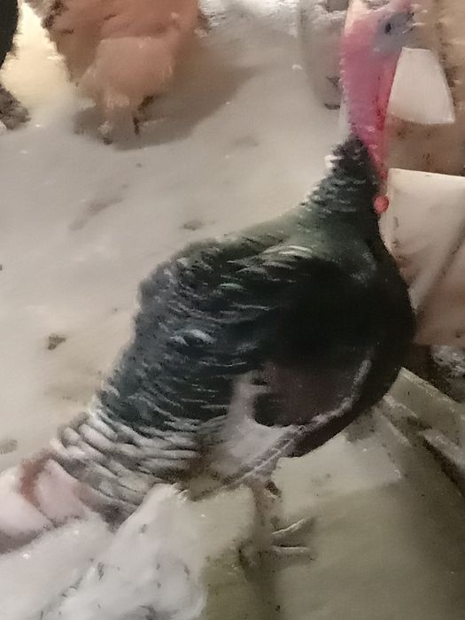 Продам молодого индюка порода хорошая можно и для разведения цыплят