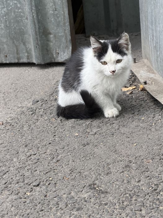 Красивые котята в добрые руки