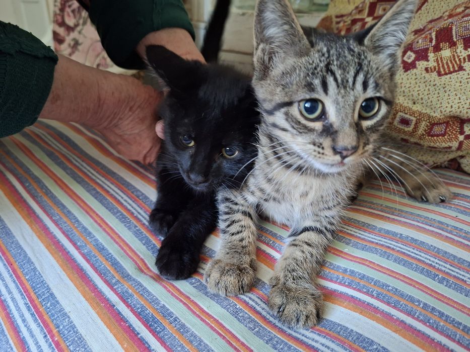 Отдам в добрые руки котят