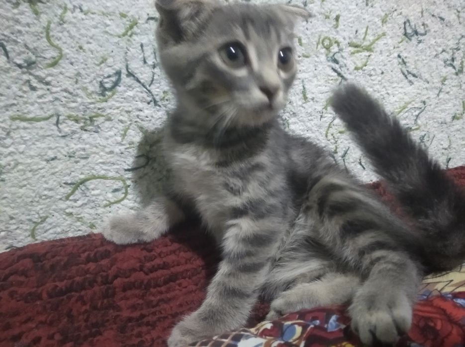 Продаются срочно!