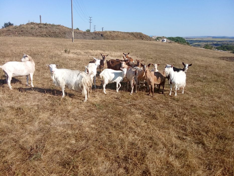 Vand 15 capre bune de lapte, Botosani, in oras.