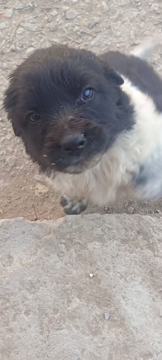 Щенки в хорошие руки