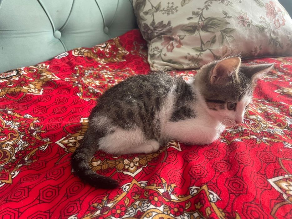 Отдам котенка бесплатно
