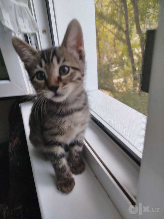 Котята только в добрые заботливые руки.