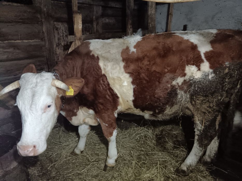 Vând vaca bălțată