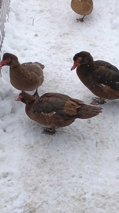 rate moscovit ciocolata ,negru salbatic