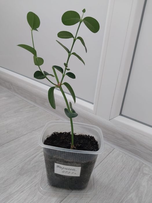 Карисса плодоносящие растение