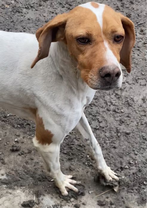 Продам сабаку пойнтер