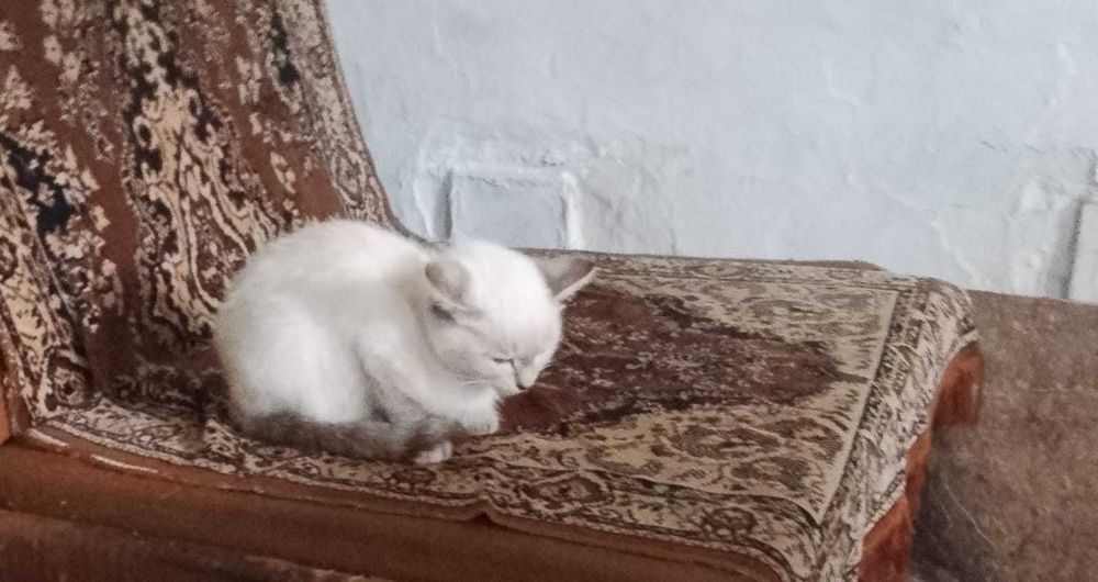 Котята милашки !