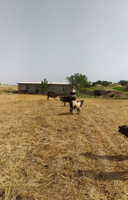 Tomorqa sotiladi suroshni dala