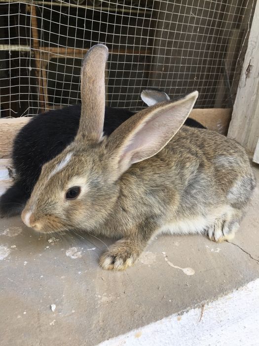 Зотли куёнлар сотилади