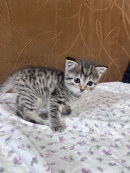 Отдам котенка девочку