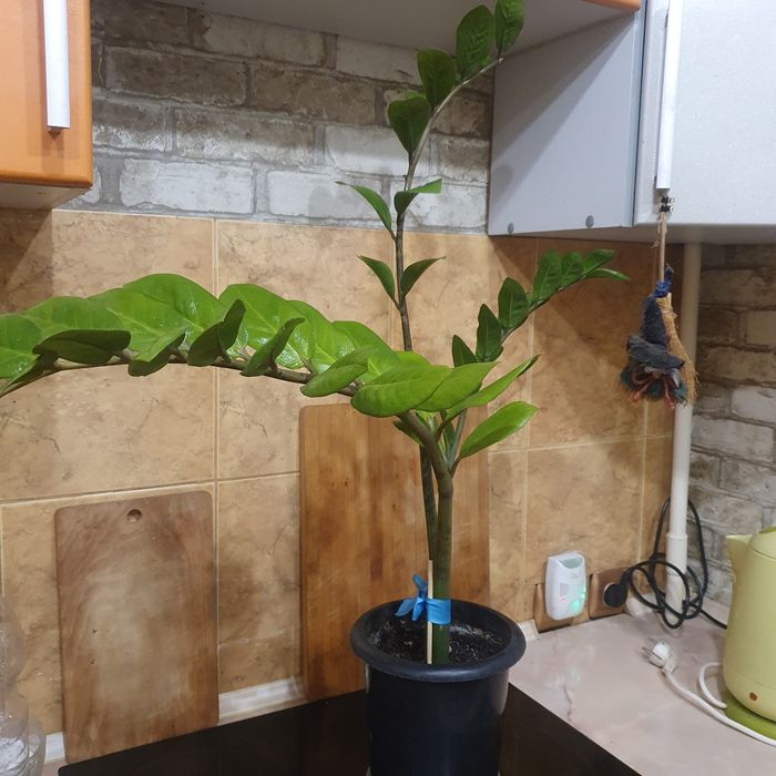 Продам цветы Замиокулькос