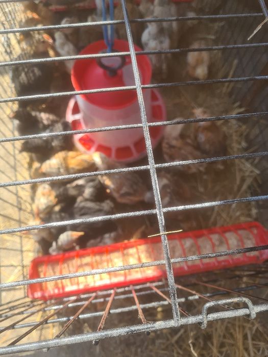 Vând boboci de gasca, rață și puișori de rasă și românești la preturi accesibile