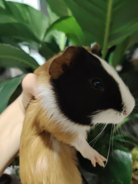 Морские свинки , очень красивенькие, ласковые!