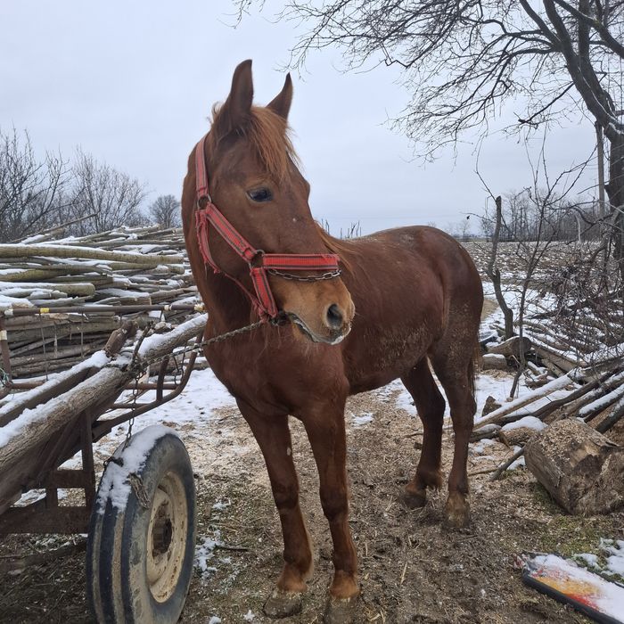 Vând iapa sau schimb