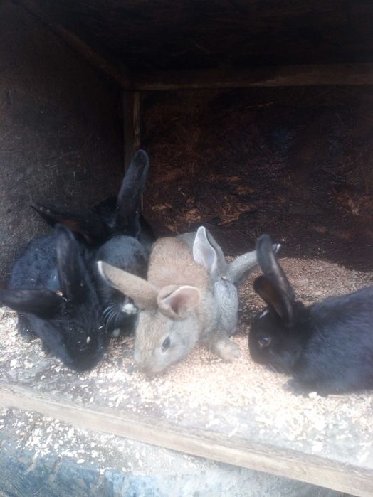 Iepuri belgieni de vanzre