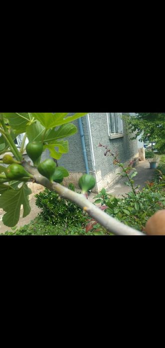 Къща с огромен двор и трактор