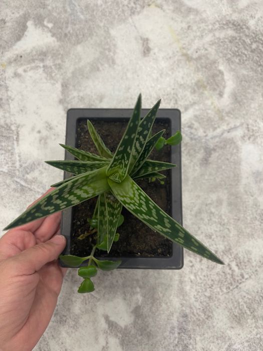 Комнатный цветок