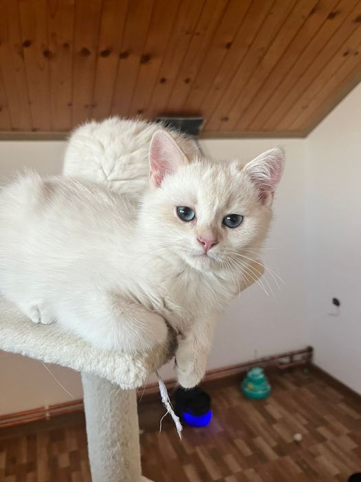 Pui British cu Pedigree – Felisa Cleopatra's Mistery