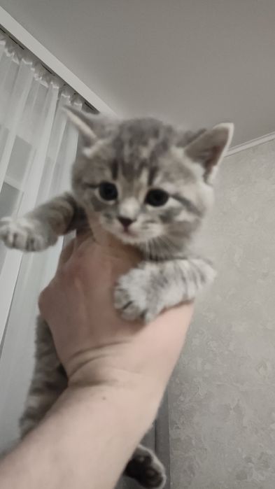 Шотландский прямоухий