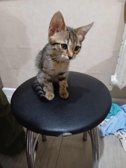 ищем хозяина котику
