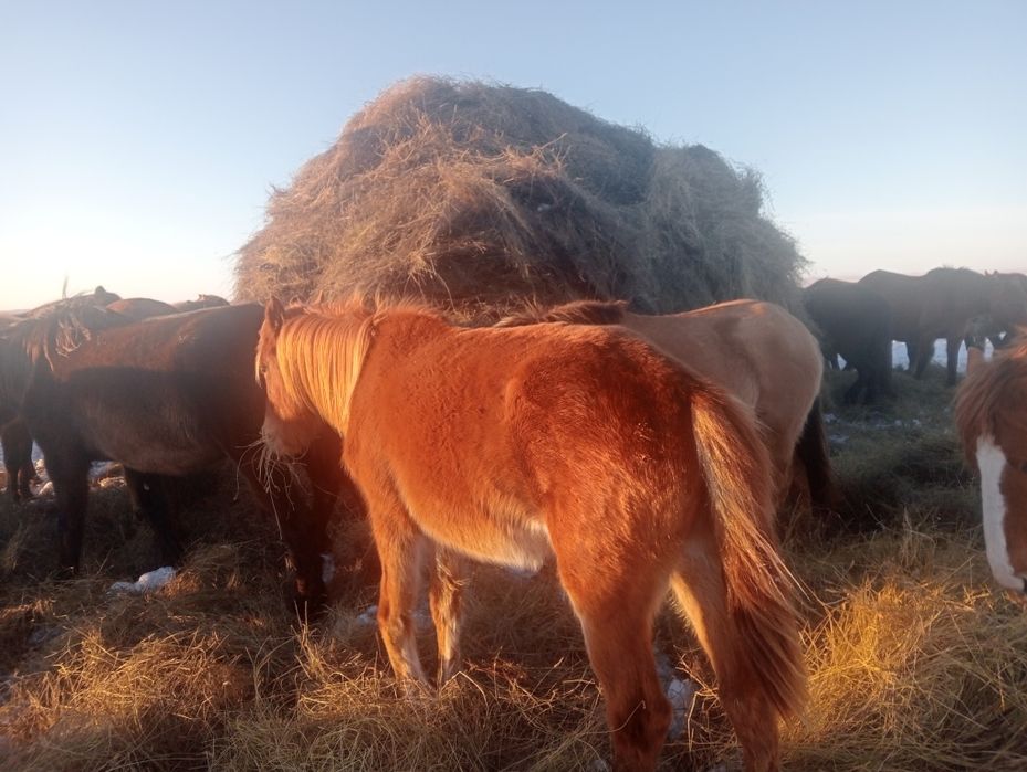 Байтал сатылады.