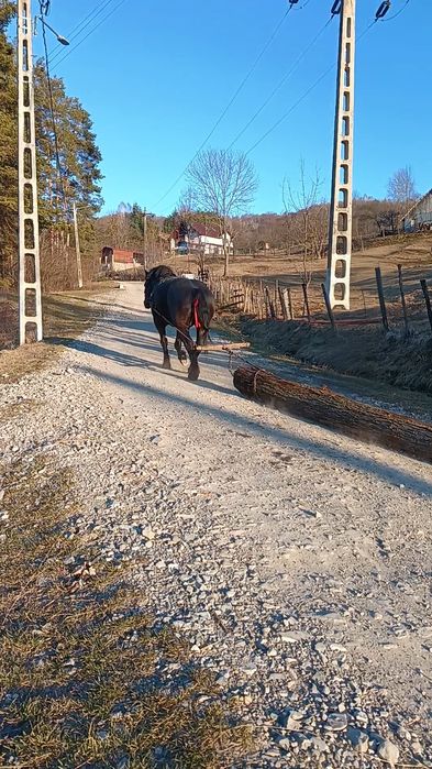 Armăsar negru 3 ani