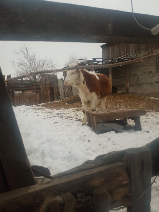 Продам молодую тёлку.