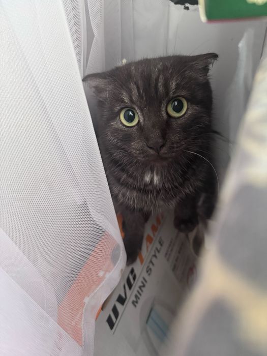 Кошечка срочно ищет дом