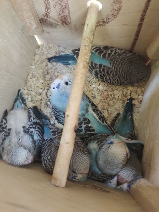 Assalomu alaykum sotiladi Valnisti popugaylar