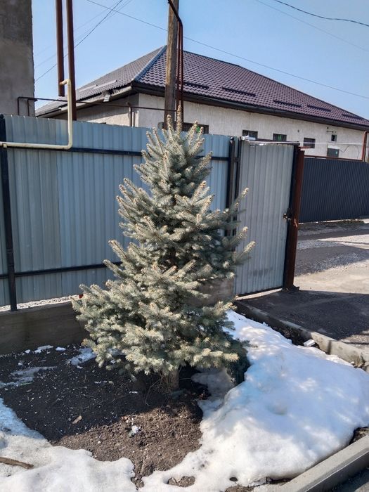 Продам ели ели ели