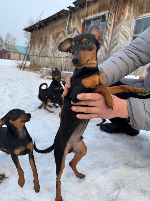 ЦвергПинчер шенки
