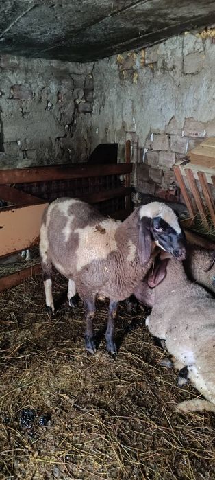 Продавам мъжко агне