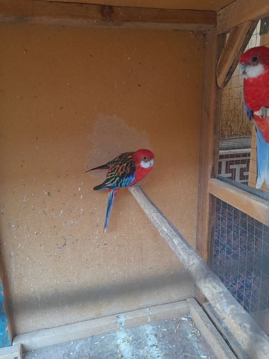 Razella papugay qushla