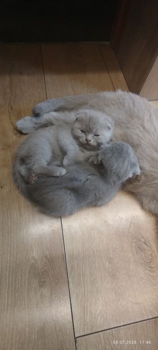 Очаровательные кошечки
