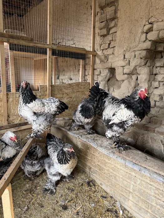 Brama tovuq tuxumlari